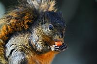 Mein Schaaatz!  Der Titel soll hier keinerlei Verbindung zu Gollum herstellen, sondern allein das Maß der Hingabe beschreiben, mit dem sich Hörni hier den Früchten der Vogelfutterstelle gewidmet hat.  Das Rotschwanzhörnchen – nicht zu verwechseln mit dem in Nordamerika und Europa heimischen Roten Eichhörnchen! – ist zu Hause in den höheren Lagen (bis 3000 m) der Länder Costa Rica, Panama, Kolumbien, Ecuador, Venezuela, Trinidad und Tobago. Es wird bei einem Gewicht von ~350 gr. bis zu 28 cm groß (ohne Schwanz) und an die 6 Jahre alt, liebt Äpfel, nimmt aber auch gerne andere Früchte, Samen, Nüsse und Blütenstände, wobei es gelegentliche Froscheier und Insekten nicht verschmäht. Von insgesamt sechs verschiedenen Arten ist Rotschwanzhörnchen nach dem im Tiefland heimischen Bunthörnchen das am häufigsten anzutreffende Hörnchen in Costa Rica.   Red-tailed Squirrel  (Sciurus granatensis)   Rotschwanzhörnchen  2013