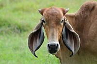 "Michse hier immer wiederkäuen....!"  Man denkt, man traut seinen Augen nicht: Jar Jar Bings live auf der Weide. Endlich ist mir klar, wo die Star Wars Macher das Vorbild für ihr Schlappohr gefunden haben ;o)  Wahrscheinlich ein 'Brahman Cow'-Abkömmling. Nur dass die Horcher noch länger sind!  2008