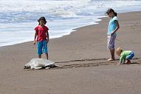 Mini Playback Show  Olive Ridley Sea Turtle  (Lepidochelys olivacea)  female  Oliv-Bastardschildkröte  Tico  (Homo sapiens)  female, male juvenile  Costaricanischer Mensch  2008