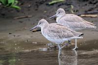 Mit ein bißchen Mühe...  ...hätte man sicherlich auch einen hübscheren deutschen Namen finden können als ausgerechnet 'Schlammtreter'. Die Angelsachsen haben sich mit 'Willet' sehr viel eleganter an dem Ruf dieses Schnepfenvogels orientiert, dessen Unterart (T. s. inornata) eigentlich im westlichen Nordamerika beheimatet ist und ab September die Pazifikküste entlang in seine Überwinterungsgebiete nach Süden zieht – wie hier am Ufer des Nosara auf der Nicoya Halbinsel.   Willet  (Tringa semipalmata)   Schlammtreter  2008