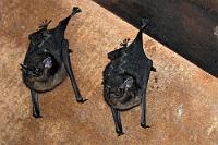 Mitbewohner  Die Zweistreifenfledermäuse sind eine Gattung der Glattnasen-Freischwänze – soweit Wikipedia ;-).  Verantwortlich für die Namensgebung (Saccopteryx) ist eine sackförmige Einstülpung in der Vorderflügelhaut, welche sich ausgeprägt nur bei den Männchen der Gattung findet, bei den Weibchen ist diese rudimentär zurückgebildet. Obwohl diese Tasche mit keinerlei Drüsenzellen ausgestattet ist, sammeln die Männchen darin im Laufe des Tages Speichel, Urin sowie die Sekrete einiger Drüsen an – eine Mischung, deren Duft den Weibchen als Lockstoff beim Umherschwirren ständig um die Nase weht. Zusätzlich lassen die Männchen auch eine Art Balzgesang erklingen, mit denen sie die Weibchen binden.  Während des Tages hängen die in kleinen Kolonien lebenden, mit zwei Rückenstreifen gezeichneten Fledermäuse (bilineata) meist paarweise an schattigen, vertikalen Flächen von Baumstämmen und Höhlen oder an Wänden menschlicher Behausungen, bevor sie mit dem Beginn der Abenddämmerung aktiv werden und ihre Rastplätze in aufgeregtem Schwirrflug zur Jagd verlassen.   Greater Sac-winged Bat  (Saccopteryx bilineata)   Sackflügel- od. Zweistreifenfledermaus  2013