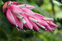 Nebelwald Schönheit  Gelegentlich werden bei mir auch ein paar Pflanzen zu sehen sein. Hier fällt mir die Bestimmung aber deutlich schwerer, da die Vielfalt der Varianten noch immenser ist als im Tierreich.  An dieser Blüte habe ich mir die Zähne ausgebissen. Es ist definitiv eine Ericaceae, aber schon bei der Gattung kommen 'Cavendishia', 'Satyria' oder noch andere in Frage – von der Art ganz zu schweigen...  Seltsamerweise wirft nicht einmal Googles Bildersuche eine identische Blüte aus. Alle sind immer nur irgendwie ähnlich :-/  Wenn also jemand helfen kann – nur zu! Gesehen haben wir sie als Baum-/Strauchblüte im Tapanti NP auf ca. 1500m, also in einem schon recht kühlen Habitat.   höchstwahrscheinlich:  (Cavendishia sp.)   Ansonsten melden wir hiermit eine neue Art an ;o))  2008