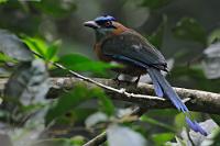 Nicht alles ist planbar  Da hält man das schwere Tele mit aller Mühe ruhig, weil die Belichtungszeit im dunklen Wald eh zu lang ist, schafft es auch, das scheue Tierchen scharf abzubilden – aber ausgerechnet in dem Moment muß der Vogel seinen Kopf bewegen. Ts, ts... sehr unkooperativ. Hab's trotzdem noch einigermaßen korrigiert gekriegt. Nur das starke Rauschen aufgrund des hohen ISO-Werts im dunklen Wald war kaum kompensierbar...  Ist halt das einzige überhaupt einigermaßen gelungene Foto dieses Vogels ;-).  Trotz ähnlichen Aussehens soll er sich taxonomisch erheblich vom  ecuadorianischen Rötelbauchmotmot  unterscheiden.   Lesson's Motmot  (Momotus lessonii)   Diademmotmot  2013