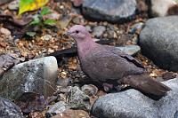 Nicht auf dem Rathausmarkt...  ...sind wir dieser Taube begegnet, sondern im tiefsten Regenwald bei 32°C und einer Luftfeuchtigkeit jenseits von Gut und Böse. Irgendwie assoziert man diese Tiere so sehr mit der Heimat, dass man ganz erstaunt ist, so schlicht gefärbte Vögel von der Größe einer Ringeltaube fern jeder gewohnten Umgebung anzutreffen ;-).   Short-billed Pigeon  (Columba nigrirostris)   Kurzschnabeltaube  2013