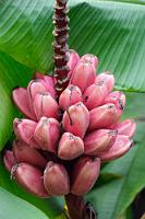 Nix Chiquita  Pink Velvet Banana  (Musa velutina)   Rosa Zwergbanane  2008