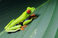 Noch 'n Grünrücken  Okay, ein ganz anderer als auf dem letzten Foto – auch schon mehrfach gezeigt, aber ebenfalls ein Bild, dessen Verbleib im Archiv zu schade wäre.   Red-eyed Tree Frog  (Agalychnis callidryas)   Rotaugenlaubfrosch  2008