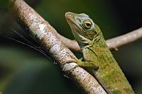 Noch nicht ganz umgezogen  Ein bißchen klebt das alte Kleid noch um die Augen herum. Offensichtlich ist dieses Anolis Weibchen aber nicht eitel, denn sie hat sich trotzdem mucksmäuschenstill ablichten lassen...   Neotropical Green Anole  (Norops od. Anolis Biporcatus)  female  2013