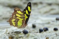 Pearly Malachite  Das ist mal ein hübscher Name für diesen fast 10 cm großen Falter, der im gesamten tropischen Amerika anzutreffen ist. Hier wurde 'Siproeta stelenes' nicht – wie anzunehmen wäre – von uns bei einem leckeren Schneckenmahl gestört. Vielmehr tauchte er seinen Rüssel mehrfach ausgiebig in die kleinen Salzwasserpfützen, die die Flut an der pazifischen Felsküste hinterlassen hatte.   Malachite  (Siproeta stelenes)   Malachitfalter  2008