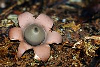 Ploff!  Das ist zumindest die lautliche Umschreibung dessen was passiert, wenn man die zentrale Sporenkapsel dieses ca. 6 cm durchmessenden Pilzes anstupst ;o)   Earth Star Mushroom  (Geastrum saccatum)   2013