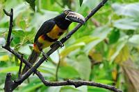 Pteroglossus, nicht Pterosaurus!  Obwohl einem beim hornigen Ausmaß dieses Schnabels obige Assoziation schnell in den Sinn kommt ;-). Diese zu den Spechtvögeln gehörenden Tukane kommen im tropischen und subtropischen Amerika von Mexiko bis nach Venezuela vor, wo sie ausschließlich im feuchten Tiefland siedeln und niemals in Höhen über 1500 m anzutreffen sind. Sie leben monogam aber gesellig in kleinen Trupps oder Familienverbänden und suchen zur Übernachtung und zur Brut gerne Baumhöhlungen auf, die sie häufig von ihren höhlenhackenden Spechtverwandten 'übernommen' haben.  Die 1788 erstmals beschriebenen Halsbandarassaris waren eine Zeitlang als Zoo- und Ziervögel sehr beliebt. Seltsamerweise scheint es sie in Zoos aber kaum noch zu geben, denn alle Nachforschungen nach Zoovögeln verweisen auschließlich auf 'ehemalige' Haltungen – zuletzt hat sich wohl die Stuttgarter Wilhelma in den 1980er Jahren mit der Zucht dieser prachtvollen Tukane befaßt. Glücklicherweise besteht auch kein Nachzuchtbedarf, da der natürliche Bestand ungefährdet ist.   Collared Aracari  (Pteroglossus torquatus)   Halsbandarassari  2013