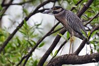 Pubertier  Eng mit dem Nachtreiher verwandt, gehört der Krabbenreiher aber zu der Unterfamilie der Tagreiher. Das muß man jetzt nicht verstehen, in Hinblick auf die auch gebräuchlichen deutschen Namen 'Cayenne-Nachtreiher' und 'Gelbkronen-Nachtreiher' wird's vollends konfus. Immerhin erkennt man bei diesem Jugendlichen eine Andeutung der namensgebenden 'Gelbkrone', die bei seinem nachfolgenden Adult-Nachfolgerbild nicht zu sehen ist.   Yellow-crowned Night Heron  (Nyctanassa violacea)  immature  Krabbenreiher, Cayenne-Nachtreiher  2008