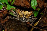 Rätseltier  Sucht man nach 'Tiger face crab', stößt man auf einen Wikipedia Artikel, welcher zwar ein Tier beschreibt, dessen Lebensraum identisch ist zu dem der hier abgebildeten Krabbe, zeigt aber ein Bild, welches sich so gar nicht mit diesem Exemplar deckt. Die Google Bildersuche hingegen zeigt unter 'Tiger face crab' zwar lauter Kräbchen, deren Größe und Form dieser hier ähneln – allerdings ist die Tigerzeichnung in Weiß- und Rottönen auf dem Rückenschild eine ganz andere. Trotzdem erinnert die Rückenzeichnung dieser Krabbe hier ebenfalls eindeutig an ein schwarzgelbes Katzengesicht. Ist aber in dieser Form nirgendwo im Netz zu finden...  Okay, machen wir's andersrum: Mit ähnlicher Form und Größe (aber gänzlich anderer Zeichnung!) bietet Wikipedia noch eine 'Mangrove tree crab'  (Aratus pisonii)  an. Wundert sich noch jemand, dass man unter dem gleichen Suchbegriff in der Google Bildersuche mit Halloween-, Ghost-, Sally-Lightfoot- und Tiger face-Crabs wiederum mit der ganzen Bandbreite der exotischen Crustaceen-Welt beglückt wird?  Macht nix. Ist aus dieser Perspektive mit den verborgenen kleinen Zangen eh kein dolles Foto – zeigt aber das einzige mir bekannte Exemplar mit dieser Zeichnung.   Nach weiterer Recherche hat sich eine wahrscheinlichere Alternative herausgeschält – nicht  'Aratus pisonii' , sondern:  Mangrove tree crab, Tiger [face] crab  (Armases americanum)  ...ain't easy!  2013