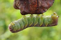 Rettungsaktion  Diese Raupe eines unbekannten Falters war mit ca. 6-7 cm Länge so unübersehbar, dass sie uns beim Queren eines Schotterwegs zu einem Nothalt mit unserem Leihwagen nötigte. Um ihr das Schicksal des Zerquetschtwerdens durch ein nachfolgendes Fahrzeug zu ersparen, hielten wir ihr als Rettungsanker ein welkes Laubblatt hin, an welches sie sich nach einigem Schieben und Drängen akrobatisch heranhängte und an den Wegrand transportieren ließ. Sie hat hoffentlich überlebt und sich zu einem schillernden Schmetterling metamorphisiert – und wir hatten unsere erste gute Tagestat vollbracht... ;-)  2008