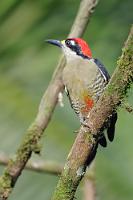 Rotkäppchen  Obwohl – das rote Käppchen teilt sich der Schläfenfleckspecht (was für ein Name...) noch mit drei bis vier weiteren costaricanischen Spechtarten. Dafür hat er aber auch noch eine rote Schürze ;-).  Der Black-cheeked Woodpecker ist hauptsächlich im Flachland der karibischen Seite zu Hause, wo er sich bevorzugt in den höheren Stockwerken hoher Bäume aufhält. Auf der pazifischen Seite nimmt der eng verwandte  Golden-naped Woodpecker  seinen Platz ein.   Black-cheeked Woodpecker  (Melanerpes pucherani)   Schläfenfleckspecht  2013