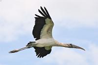 Schneller Jäger  Von ähnlicher Größe wie unser Weißstorch, hat der amerikanische Waldstorch mit nur 150 cm eine etwas kleinere Spannweite. Das wirkt sich aber nicht negativ auf seine Flugfähigkeit aus – als guter Thermikflieger legt er locker an einem Tag Strecken von bis zu 100 km zurück. Meist siedelt er aber standorttreu in seinen Brutgebieten an Sümpfen, in Flußläufen und Mangrovenwäldern, wo er sein Nest inmitten großer Kolonien von Artgenossen und anderen Wasservögeln wie Schlangenhalsvögeln, Kormoranen, Reihern und Löfflern in hohen Bäumen baut.  Seine Nahrung besteht arttypisch aus Schnecken, Wirbellosen, Amphibien, kleinen Fischen und Insekten, von denen er auf einem seiner vorwiegend nächtlichen Jagdgänge bis zur Hälfte seines Körpergewichtes vertilgen kann. Dabei stößt er, in flachem Wasser watend, mit seinem Schnabel im Bruchteil einer Sekunde zu. Unter den Wirbeltieren hat er damit eine der kürzesten Reaktionszeiten beim Beutefang.   Wood Stork  (Mycteria americana)   Waldstorch  2008