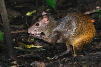 Schrapp, schrapp...  Wenn man dieses Geräusch aus dem Unterholz des Regenwaldes hört, kann man fast sicher sein, dass sich ein Aguti in der Nähe befindet und lautstark an einer harten oder faserigen Pflanzenfrucht herumnagt. Dieses hasengroße Nagetier kann mit seinem starken Gebiß sogar Paranüsse knacken, lebt in den unterschiedlichsten Habitaten (u.a. als nicht gern gesehener Schädling in Plantagen) und kann bei Bedrohung auf seinen langen Hinterläufen sehr schnell flüchten. Obwohl die Nominatform (D. punctata) noch relativ zahlreich auf dem mittelamerikanischen Festland vertreten ist, sind 5 der 11 Unterarten inzwischen als gefährdet auf der Roten Liste eingestuft – nicht zuletzt, weil sie wegen ihres wohlschmeckenden Fleisches stark bejagt wurden.   Central American Agouti  (Dasyprocta punctata)   Aguti  2013