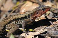 Sonnenbad  Wegen der Wärme und der hohen Luftfeuchtigkeit sind wir schon vom bloßen Wandern klitschenass – dieser Ameive scheint dies noch nicht genug. Sie kommt aus dem Schatten gehuscht und macht es sich in der prallen Mittagssonne gemütlich. Jedem Tierchen sein Pläsierchen...   Delicate Ameiva od. Delicate Whiptail  (Ameiva leptophrys)   2013