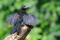 Stiefvogel  Unter all den bemerkenswerten und farbprächtigen Tropenvögeln Zentralamerikas nimmt der Ani ein bißchen die Rolle eines Underdogs ein – obwohl er hier sein Bestes gibt. So viel Unauffälligkeit scheint aber auch von Vorteil zu sein, denn mit geschätzten 2 Mio. adulten Vögeln, verteilt über fast die gesamte amerikanische Landmasse, ist sein Bestand nicht bedroht. Der mit Schwanz 32 cm große und nur 80 gr. schwere Riefenschnabelani – ein Kuckucksvogel, aber nicht brutparasitär – brütet bevorzugt in Mittelamerika und angrenzenden Gebieten. Er lebt gesellig in Familienverbänden von 30-40 Tieren, hält sich meist in Weidegebieten des Tieflandes auf, wo er hüpfend und schreitend seine Nahrung vom Boden aufliest und von der hohen Insektendichte in der Nähe von Weidetieren profitiert. Obwohl der Ani Feuchtgebiete und offenes Wasser meiden soll, haben wir dieses Exemplar beim Flügeltrocknen auf einem Baumstumpf im Río Nosara entdeckt. Habe ich hier womöglich einen Pionier abgelichtet, der das Sturztauchen nach Fischen als neue Nahrungsquelle für seine Art zu erschließen versucht? ;-)   Groove-billed Ani  (Crotophaga sulcirostris)   Riefenschnabelani  2013