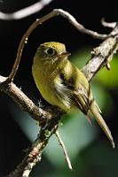Sympathischer Bergtyrann  In den kühlen Nebelwäldern der mittelamerikanischen Hochlandregionen ist dieser nette kleine Tyrann zu Hause. Mit 12 gr. und 12,5 cm nicht ganz so leicht und klein wie sein enger Verwandter, der  Kapuzentyrann , lebt er aber sehr ähnlich in Höhen zwischen 800 und 2500 m und ernährt sich ebenfalls vorwiegend von Insekten, Spinnen und Beeren, die er mit lebhafter Emsigkeit im Unterholz, auf dem Waldboden und im Baumlaub findet. In der Brutzeit baut der Flycatcher ein tassenförmiges Nest aus Moos und Pflanzenfasern, in die das Weibchen 2-3 Eier legt, aus denen nach 14 Tagen die Küken schlüpfen. Außerhalb der Brutzeit leben die Vögel eher einzelgängerisch.   Yellowish Flycatcher  (Empidonax flavescens)   Gilbufertyrann  2013