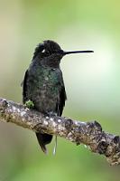 Trotzdem 'magnificent'  Mit einer Körperlänge von bis zu 13,5 cm gehören die Violettkron-Brilliantkolibris zu den größeren Vertretern in der Familie der Kolibris. Ihr Verbreitungsgebiet beginnt im tiefen Süden der USA und reicht über Mexiko bis hinunter nach Panama. Die in Costa Rica und Panama vorkommende Unterart E. fulgens spectabilis unterscheidet sich von der Nominatform durch eine etwas gedämpftere Brust- und Bauchfärbung und ist auch etwas größer als die nördlichen Verwandten. Wie bei allen Kolibris werden die leuchtenden Gefiederfarben durch Reflexionsbrechung hervorgerufen, so dass es immer auch von den Lichtverhältnissen abhängt, ob die Vögel auf Fotos ihrem Namen Ehre machen. Die violette Krone dieses Männchen und die leuchtend türkisgrüne Kehle sind hier leider dem schattigen Ansitz zum Opfer gefallen. Sein gerader schwarzer Schnabel und der typische weiße Fleck hinter dem Auge machen seine Identifikation aber sicher.   Magnificent Hummingbird  (Eugenes fulgens spectabilis)  male  Dickschnabelkolibri od. Violettkron-Brilliantkolibri  2013