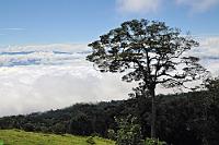 Über dem Wolkenmeer  Auf 2800 m ist man auf dem Weg zum Gipfel des Turrialba meist schon weit über den Wolken. Hier kriechen sie – auf dem bewaldeten Südhang – langsam aufsteigend gerade in den üppigen Waldbewuchs. Noch sind es 500 Höhenmeter zum Gipfel, aber dank der tropischen Temperaturen bleibt es bis dorthin verschwenderisch grün. Ganz anders auf der Nordseite, die im Einfluß der giftigen Schwefeldämpfe liegt, welche derzeit ziemlich massiv vom Turrialba ausgeschieden werden. Diese haben dem Bewuchs dort erheblich zugesetzt und eine fast kahle Flanke hinterlassen.  2008