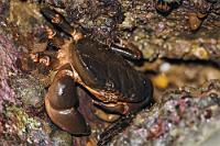 Verklemmt  Genauso verklemmt, wie sich diese große Krabbe hier zwischen den Brandungsfelsen darbietet, ist die Geheimnistuerei, die sie um ihre Identität macht. Crustaceen gehören für mich – wie z.B. so unterschiedliche Arten wie Schmetterlinge, Motten, Anolis usw. – zu den am schwierigsten zu bestimmenden Tieren. Einerseits bietet insbesondere Googles Bildersuche dem Amateurtaxonomen heute ungeahnte Möglichkeiten, die das Wälzen von tonnenweise Fachliteratur in Universitätsbiblotheken vermeiden hilft, andererseits gibt die vielgelobte (und erhaltenswerte!) Offenheit des Netzes jedem dahergelaufenen Hobbyforscher (wie mir ;-)) die Chance, SEINE ungeprüfte Recherche mit Bild und Ausschließlichkeitsanspruch zu veröffentlichen. Mit dem Ergebnis, zu jedem vermeintlich eindeutigen Suchbegriff hunderte, teils extrem divergierende Fundstellen zu erhalten. Wenn sich die Feinanalyse dann auch noch in schlecht dokumentierten, mies bebilderten Dokumenten mit wissenschaftlichem Anspruch verheddert, bleibt nur das große Fragezeichen...   Es gibt sie noch, die späte Identifikation – es ist definitiv eine:    (Ozius verreauxii)   2013