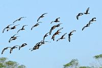 Viele  Die dämmerungs- und nachtaktiven Herbstpfeifgänse leben bevorzugt an nahrungsreichen Gewässern, Flußniederungen und Sumpfgebieten. Neben den Wassertierchen, die sie dort finden, nehmen sie bevorzugt Gräser und Aussaat zu sich. Wenn sie wie hier in Schwärmen zu einem langsamen und etwas unbeholfenen Flug aufbrechen, sind schon von Weitem ihre zahlreichen und lautstarken Rufe zu vernehmen.   Black-bellied Whistling Duck  (Dendrocygna autumnalis)   Herbstpfeifgans  2013