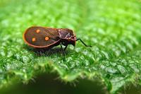 Vom Leben an der Blattkante  Bei der unendlichen Vielzahl der fliegenden, krabbelnden oder sich sonstwie vorwärts bewegenden Insektenspezies ist es für den Nichtfachmann ein nahezu aussichtsloses Unterfangen, die Art bestimmen zu wollen. Manchmal zeigt sich aber hier der Vorteil einer Community, denn für alles gibt's garantiert einen Fachmann. So auch hier:   Blutzikade  (Iphirhina perfecta)   2013