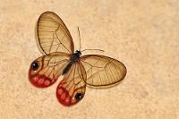 Wandschmuck  Nicht immer trifft man Costa Ricas reichhaltige Natur nur im Freien an. Es kann auch schon mal sein, dass sie sich dem Tourismus verpflichtet fühlt und einem den Bungalow der Urlaubslodge verschönert.  Oder verschlimmert: in Form einer ca. 200köpfigen Ameisenkolonie hinter einem Wandbild in dem selben Raum (kein Foto). Gut, dass wir die Nachfüllsprühflasche 'NoBite' griffbereit hatten...   Rusted Clearwing Satyr, Pink-tipped Clearwing Satyr od. Blushing Phantom  (Cithaerias pireta pireta)   2013