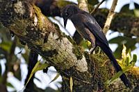 Was kreucht denn da?  Der Dohlengrackel, ein Singvogel aus der Familie der Stärlinge, erreicht Größen zwischen 38 und 45 Zentimetern bei einem Gewicht von 120 bis 250 gr. Der Geschlechterdimorphismus drückt sich besonders in der Gefiederzeichnung aus: das deutlich kleinere Weibchen hat einen streifig-grauen Kopf, einen schiefergrauen Rücken und ebensolches Deckgefieder, während die Unterseite braun gefärbt ist, zum Bauch hin heller werdend. Das Männchen hingegen (von dem ich leider kein Foto habe) hat ein metallisch schwarzes bis schwarzblau glänzendes Federkleid und sieht – von der Größe abgesehen – einem Raben sehr ähnlich. Beiden gemeinsam ist die hellgelbe Iris, der schwarze Schnabel und die kräftigen Beine, mit denen sie bei der Nahrungssuche nach Pflanzen und Kleintieren über den Boden lichter Wälder, Parklandschaften und Uferauen schreiten.  Trotz Ähnlichkeit der Familiennamen sind Stärlinge (Icteridae) keine Stare (Sturnidae). Beide gehören zwar zur Ordnung der Sperlingsvögel (Passeriformes), die Stare kommen aber nur in der alten Welt vor, während Stärlinge auf die amerikanischen Kontinente beschränkt sind. Von den acht Arten des Dohlengrackels leben sieben hauptsächlich in Mexiko und angrenzenden nördlichen und westlichen Gebieten, während das südliche Mittelamerika, Kolumbien und Peru nur von der Art Q. mexicanus peruvianus bevölkert wird.   Great-tailed Grackle  (Quiscalus mexicanus peruvianus)  female  Dohlengrackel  2013