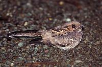 Wegelagerer  Der ca. 25 cm große Pauraque gehört wie der europäische Ziegenmelker zur  Familie der Nachtschwalben   (Caprimulgidae) . Wie der Name nahelegt, ruht der Vogel tagsüber auf dem Boden oder schmiegt sich unauffällig an tiefe Äste im Unterholz. In seinem Verbreitungsgebiet von Mexiko bis weit hinunter nach Südamerika findet man ihn an Waldrändern, in niedrigem Gebüsch und offenem Gelände. In freier Wildbahn sitzt er in der Dämmerung und Nachts meist auf einem Ansitz, von dem aus er Jagd auf Motten, Käfer, Glühwürmchen und anderes fliegendes Insektengetier macht. Dass Insekten nachts um Lichtquellen herumtanzen, ist dem Vogel aber nicht verborgen geblieben und so hockt er sich mit Vorliebe direkt unter die funzelige Straßenbeleuchtung abgelegener Dörfer, ab und an kurz auffliegend, um sich einen fetten Käfer aus dem Lichtkegel zu schnappen. Hier hat man auch gute Chancen, an eine Aufnahme dieser gut getarnten Vögel zu kommen, denn den vom Scheinwerferlicht fast paralysierten Nachtschwalben kann man sich mit dem Auto bis auf 10-15 m vorsichtig nähern, ohne dass sie wegflattern. Dann öffnet man leise die Fahrertür, schiebt die Kamera mit dem langbrennweitigen Tele leise in den Spalt zwischen Tür und Karosserie und löst aus. Witzigerweise stören sich die Vögel nicht am starken Blitzlicht – aber eine falsche Bewegung, und schon sind sie weg...   Common Pauraque  (Nyctidromus albicollis)   Pauraque (Nachtschwalbe/Ziegenmelker)  2013