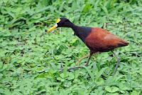 Wunder gibt's nicht  Obwohl die moderne Fotografie schon manchmal nahe dran ist. Ich habe noch gelernt, bei Handauslösung müsse die maximale Belichtungszeit bei Verwendung eines Teles mindestens das Doppelte der Brennweite in Hundertstelsekunden sein, um ein verwacklungsfreies Bild sicherzustellen. Das, was moderne, optisch stabilisierte Objektive heute ermöglichen, scheint der Physik schon manchmal hohnzusprechen. Mit 500 mm Brennweite bei APS-C Sensor (= 750 mm KB!) bei langen 1/250" ist dieses Foto zwar relativ unverwackelt – gegen die schnelle Eigenbewegung des Motivs helfen aber leider keine Tricks. So bleibt bei diesem eilig voranschreitenden Blatthühnchen eine gewisse Restdynamik, die man als Fotograf akzeptieren muß. Immerhin besser als gar kein Bild...  Trotz des Namens gehören die in acht Arten weltweit verbreiteten Blatthühnchen zu den Regenpfeiferartigen. Sie leben fast ausschließlich in feuchten Biotopen, wo sie mit ihren im Vogelreich konkurrenzlos großen Füßen bei der Nahrungssuche geschickt über die Blätter von Wasserpflanzen balancieren. Als Fleischfresser picken sie dabei ins Wasser gefallene Insekten auf oder wenden mit ihren langen Zehen die Wasserpflanzenblätter, um die auf der Unterseite siedelnden Krebschen, Schnecken und Asseln abzustreifen.  Noch in anderer Hinsicht nehmen die Jacanas im Vogelreich eine Ausnahmestellung ein. Das Männchen wirbt zwar um das Weibchen und verteidigt sein individuelles Revier, die Dominanz des Weibchens zeigt sich aber darin, dass sie 'Vielmännerei' betreibt und für die Revierverteidigung aller ihrer Partner zuständig ist. Einzigartig unter Vögeln ist auch das Größenverhältnis der Geschlechter, bei dem die bis zu 80% größeren Weibchen die Männchen geradezu mickrig aussehen lassen. Ausschließlich den Männchen obliegt zudem die Brutpflege des immer aus genau vier Eiern bestehenden Geleges.   Northern Jacana  (Jacana spinosa)   Gelbstirn-Blatthühnchen  2013