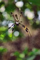 Wundertier in Draufsicht  Neben vielen anderen interessanten Besonderheiten dieser großen Seidenspinne zeichnet sich insbesondere ihre Netzseide durch einzigartige Eigenschaften aus. Das bevorzugt in den Flugweg von Insekten gebaute, 2 m durchmessende Netz besteht zu hundert Prozent aus Protein und ist so stark, dass sich sogar kleinere Vögel darin verfangen. Dies liegt an der ziehharmonikaähnlichen Anordnung der kristallinen Proteinmoleküle, deren eng gepackte, leerraumlose Anordnung typisch für Seidenspinnen ist und die Fäden reißfester als Nylon macht. Gleichzeitig weist das Netz eine relativ geringe Elastizität auf und ein Großteil der kinetischen Energie hineinfliegender Beutetiere entlädt sich nicht in einem zurückfedernden Reflex, sondern wird von den Proteinmolekülen der Seide in Wärme umgewandelt.  Da man sich von der Struktur dieser Seidenfasern bei der Herstellung von Seilen, Schutzkleidung, Sicherheitsgurten und in der Medizin eine Menge verspricht, versucht man sich seit längerem an der künstlichen Synthese der Proteinmoleküle. Dazu hat man die entprechenden Spinnengene isoliert und sie in zwei unterschiedlichen Ansätzen sowohl in Bakterien wie auch in das Erbgut von Tabakpflanzen eingeschleust. Abgesehen davon, das die Ausbeute noch verschwindend gering ist, nützen die Proteine allein noch recht wenig, da sie erst in den Spinndrüsen der Seidenspinne zu ihrer spezifischen Struktur geformt werden. Ein weiterer Forschungszweig befaßt sich also mit der mechanischen Umsetzung dieser Aufgabe – bislang recht kümmerlich und noch weit von einer großtechnischen Umsetzung entfernt.  Lokal weist 'Nephila Clavipes' deutliche Unterschiede  in der Zeichnung auf .   Golden Orb-weaver  (Nephila clavipes)   Goldene Seidenspinne  2008