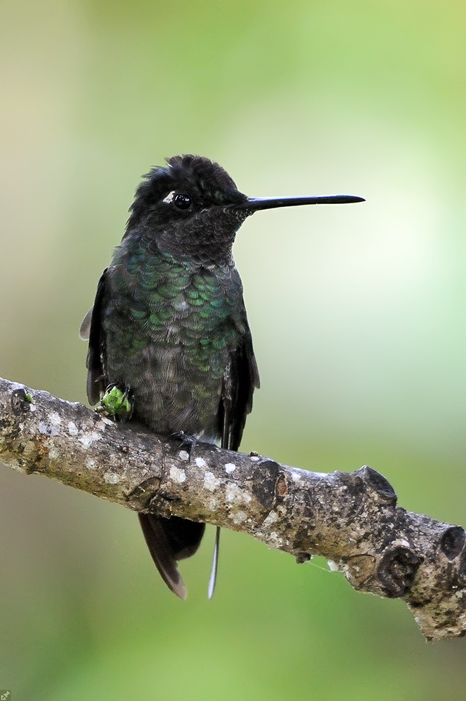 Trotzdem 'magnificent'