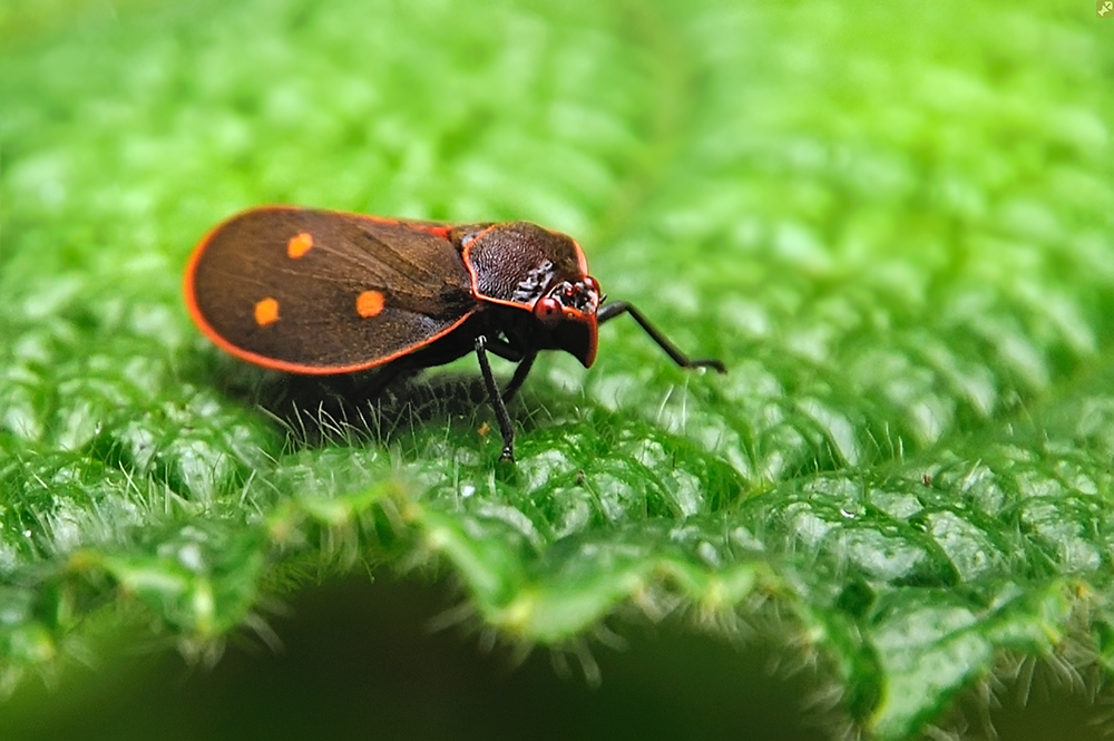 Vom Leben an der Blattkante