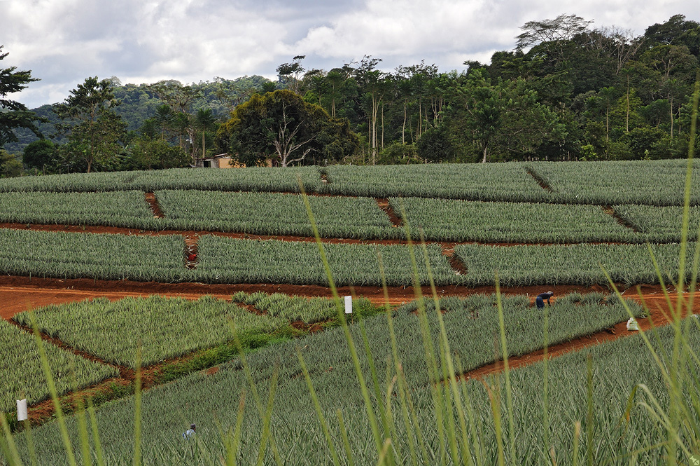 Vorderseite: Heile Welt