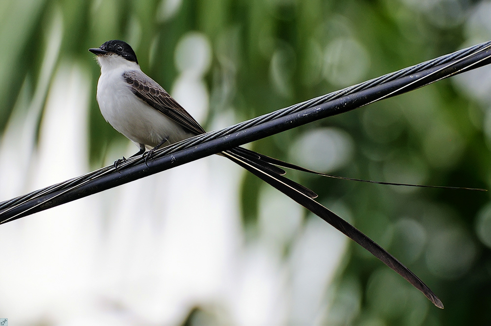 Zwei- bis dreimal länger...