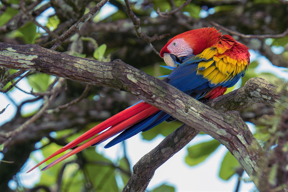 Bei der Gefiederpflege