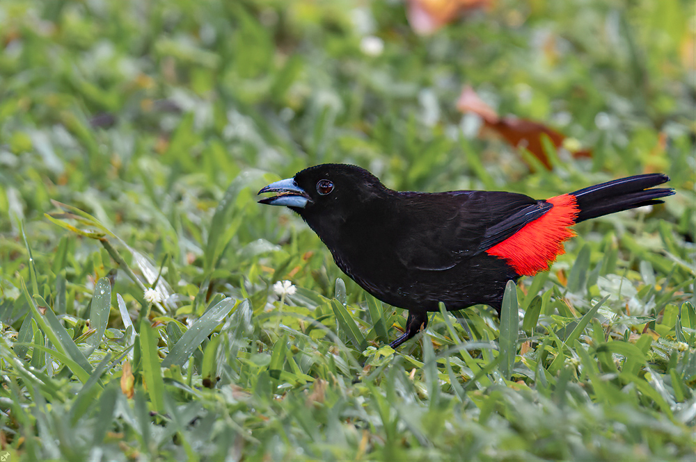 Cherrie’s Tanager