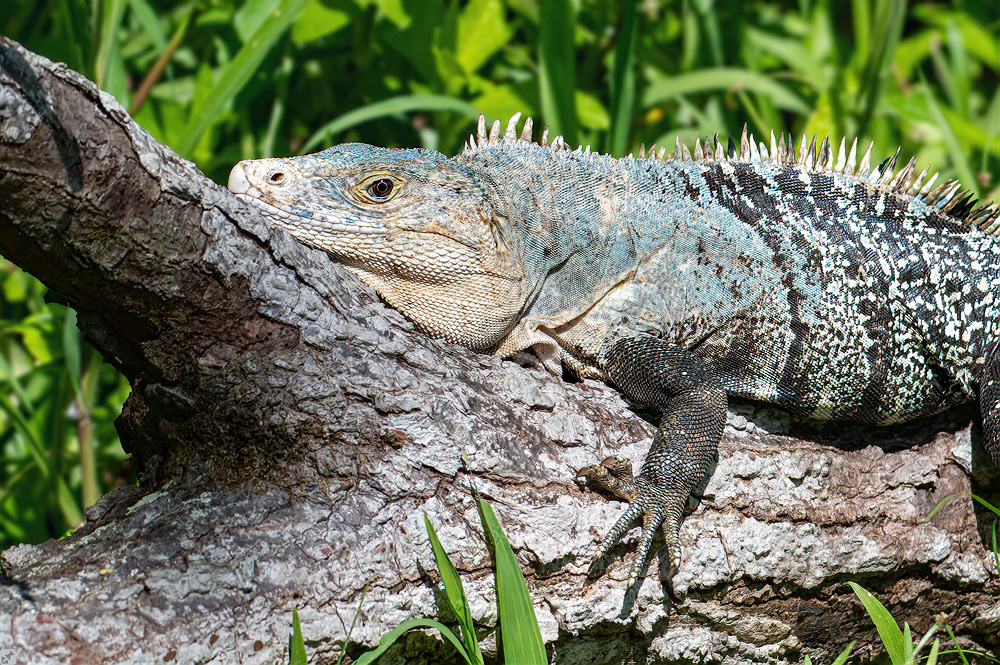 Chilling Iguana