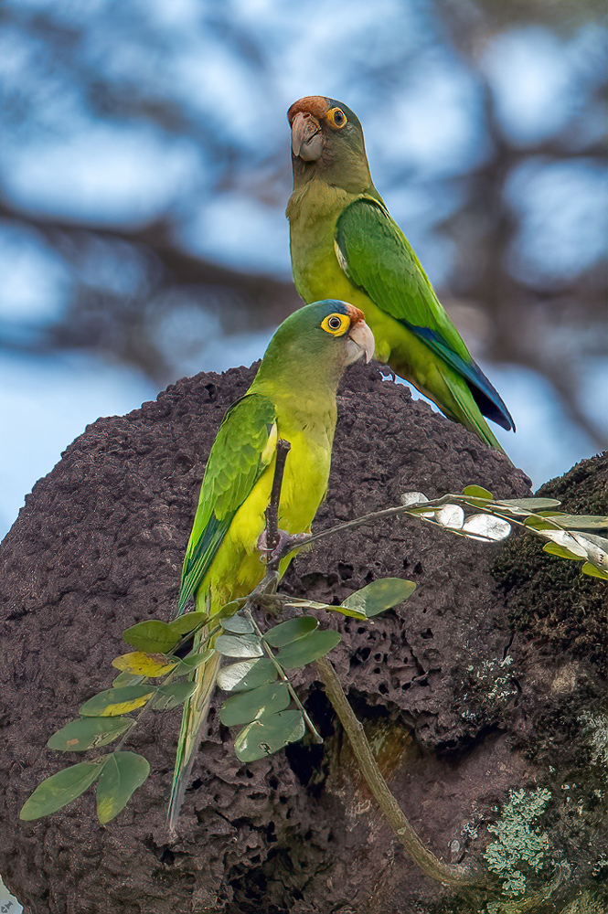 Dem Hundsstern gewidmet