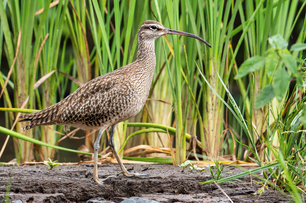 Der Name ist Programm