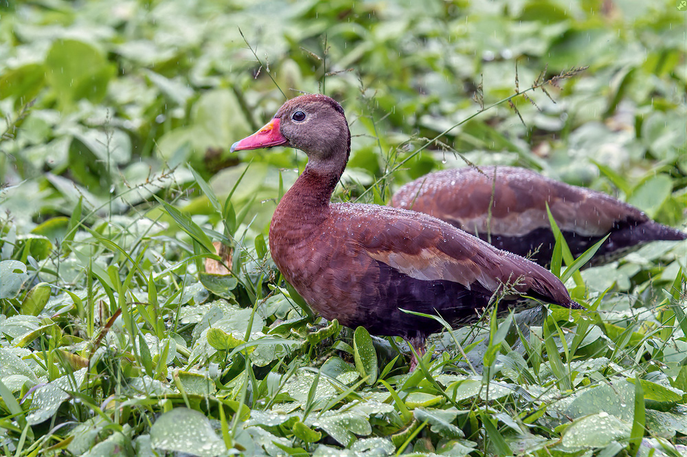 Die auf den Regen pfeift