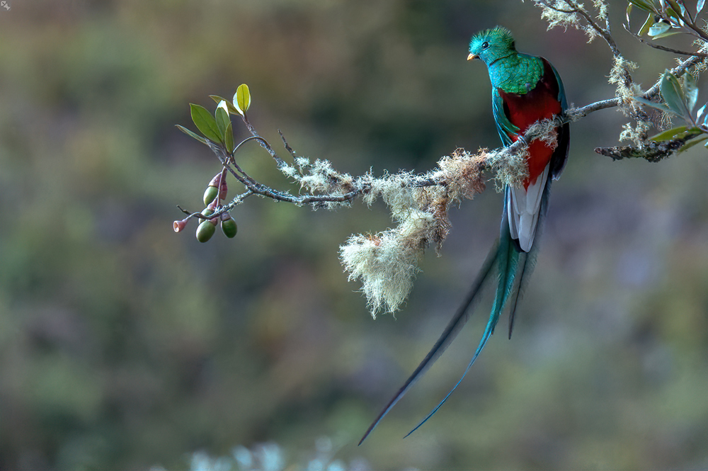 Ein Edeltrogon