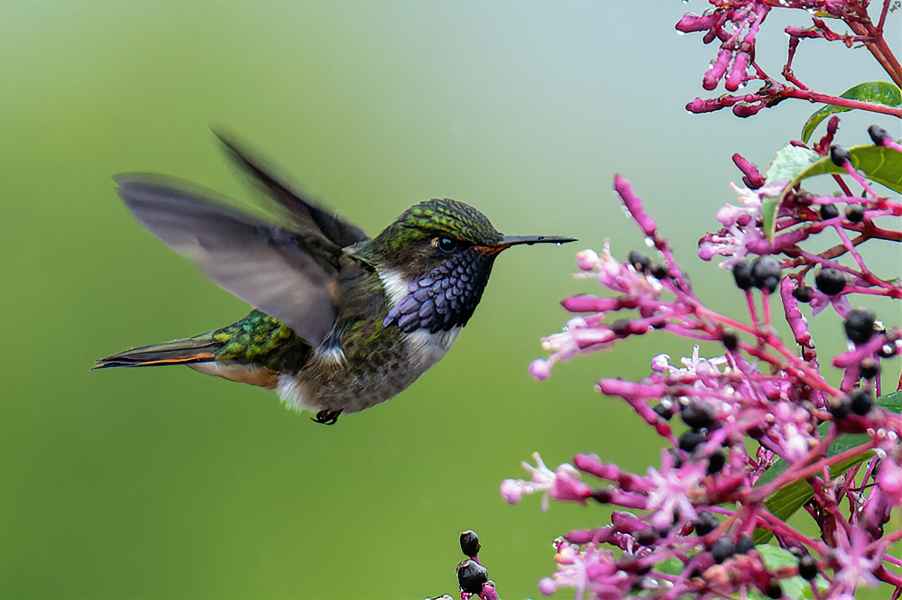 Ein fliegendes Juwel