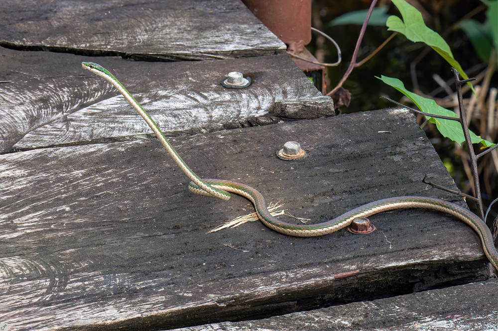 Ein sich schlängelnder Meter
