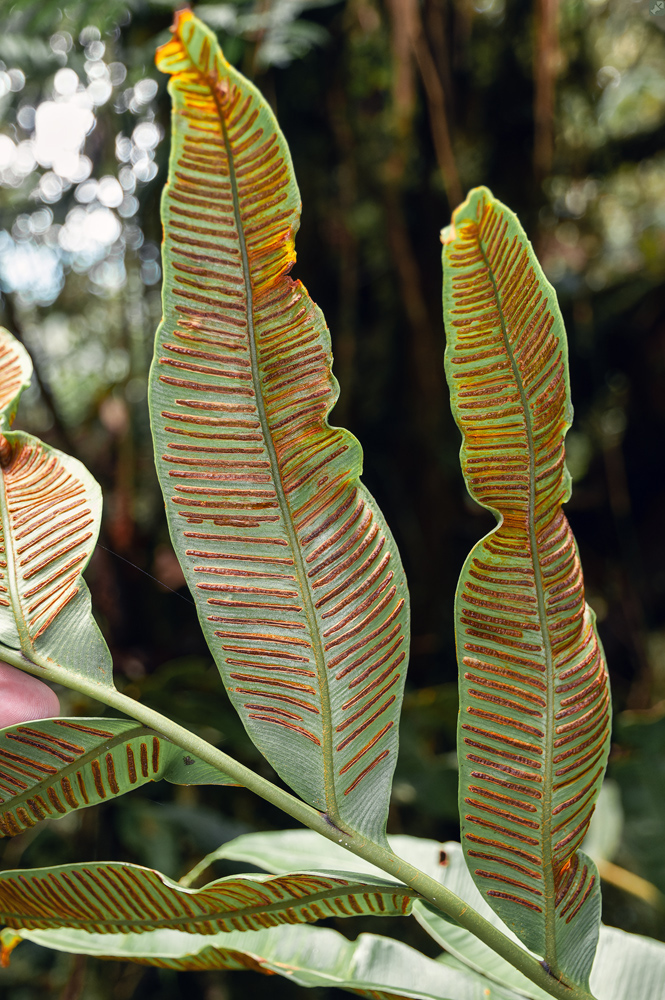 Geheimnisvoller Farn