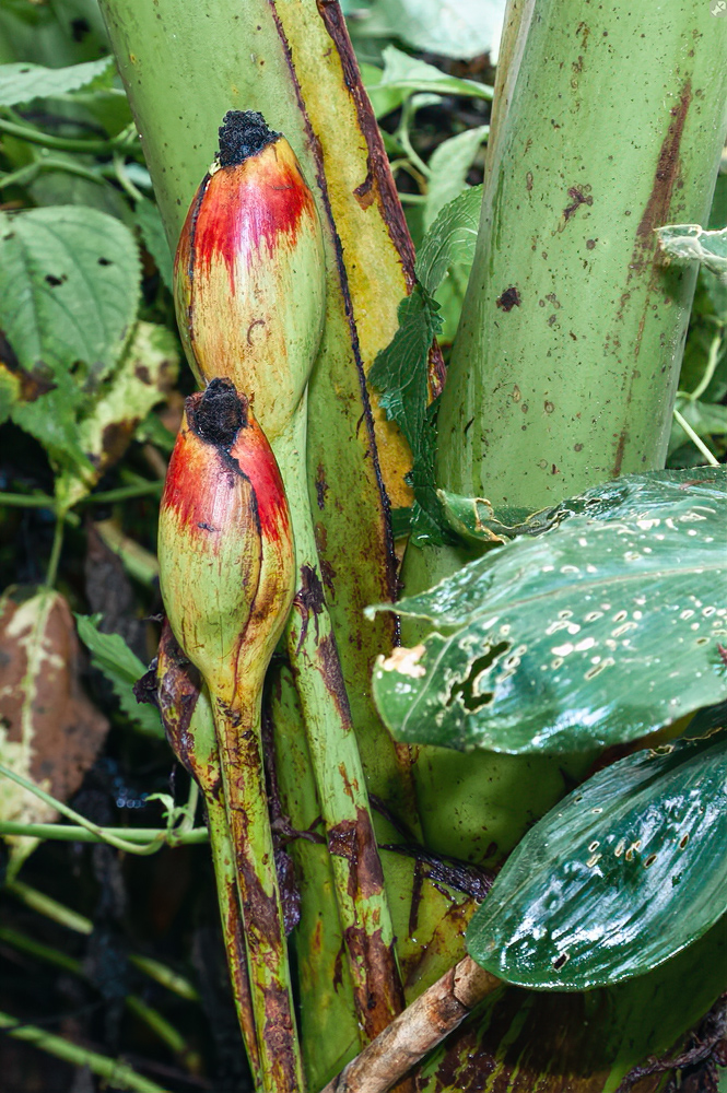 Großes Elefantenohr