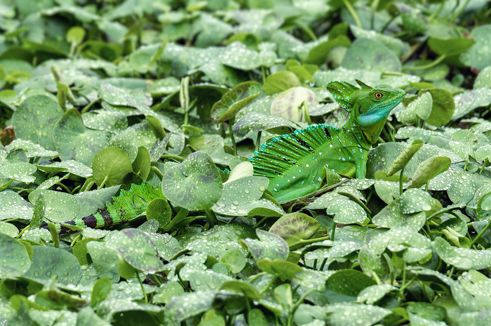 Ich sehe was, was du nicht siehst...