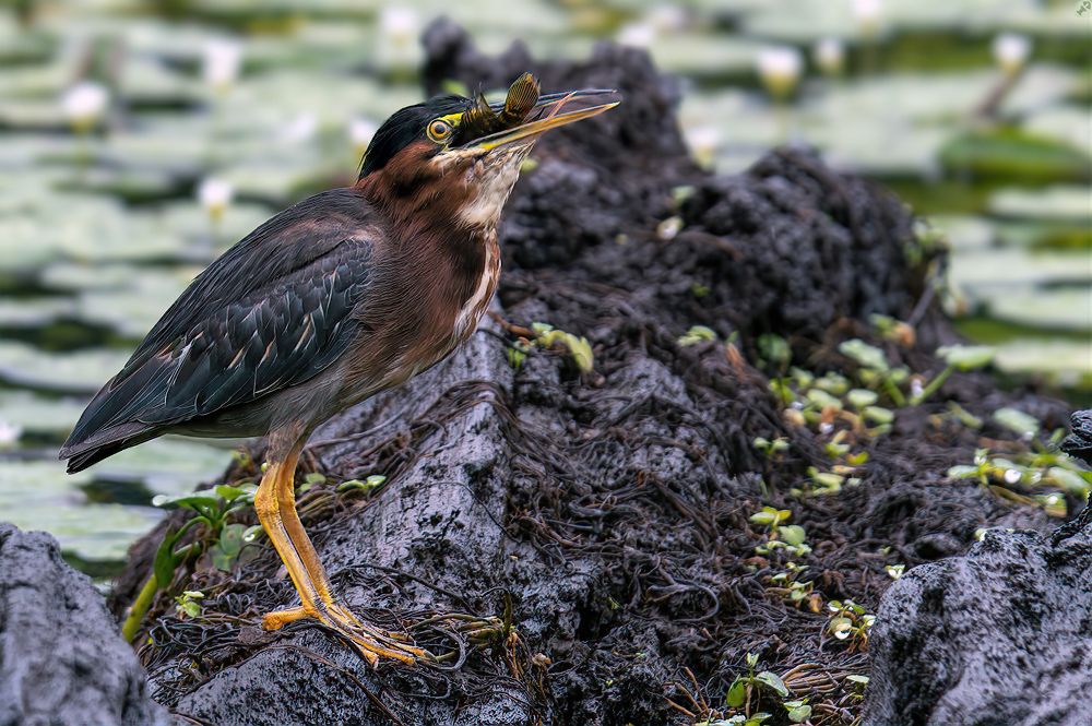 Immer wieder faszinierend,...